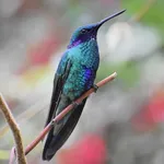 Sparkling Violetear