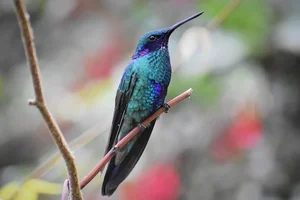 Gould's violetoorkolibrie