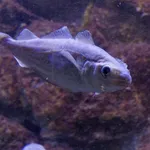 Whiting