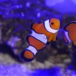 Clown Anemonefish