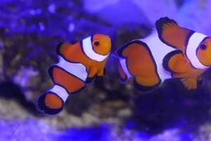 Drieband anemoonvis
