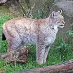 Eurasian Lynx