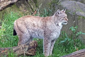 Noordelijke lynx