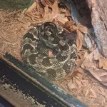 Northern Copperhead