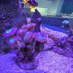 finger coral