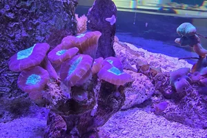 finger coral