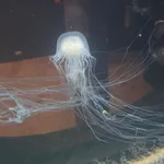 Sea Nettle