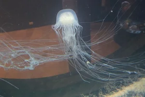 Sea Nettle