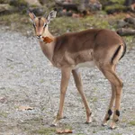 Impala