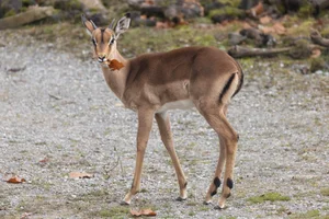 Rooye-bok