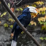 Black Hornbill