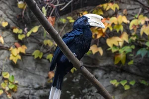 Zwarte Neushoornvogel