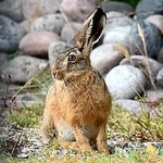 Brown Hare