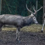 Père David's Deer
