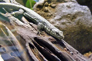 Unisexual Lizard