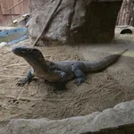 Komodo Dragon