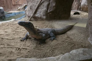 Komodovaraan