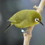 Ethiopian White-eye
