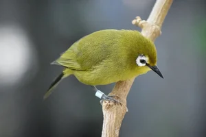 Heuglins Brilvogel