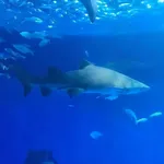 Sand Tiger Shark