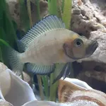 compressed cichlid