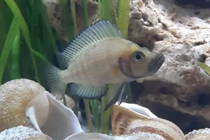 compressed cichlid