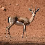 Moroccan dorcas gazelle