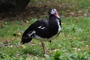 Spoorwiekgans