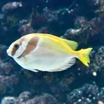 Barhead spinefoot
