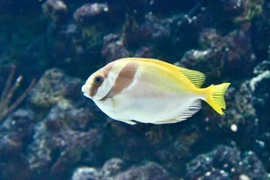 Barhead spinefoot