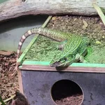 Cryptic golden tegu