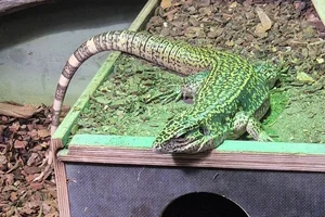Cryptic golden tegu