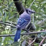 Blue Jay
