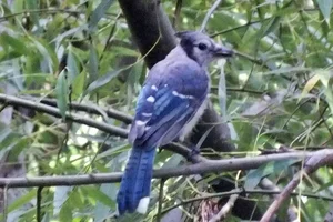 Blauwe Gaai