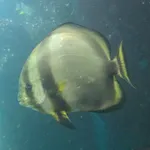 Orbiculate Batfish