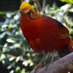 Golden Pheasant