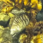 Kidako Moray