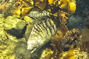 Kidako Moray