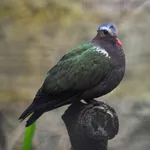 Grey-capped Emerald Dove