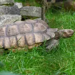 African Spurred Tortoise