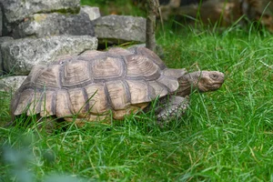 Sporenschildpad