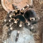 Brazilian salmon tarantula