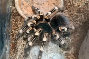 Braziliaanse zalmroze vogelspin