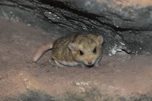 Dikstaartgerbil