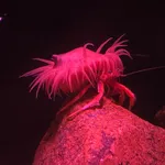 Pagurodofleinia doederleini