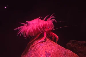 Pagurodofleinia doederleini