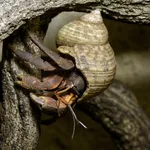 Indo hermit crab