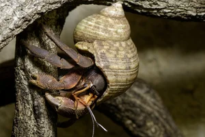 Indo hermit crab