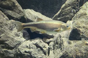 Krbava Minnow