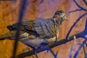 Roodnekzebraduif